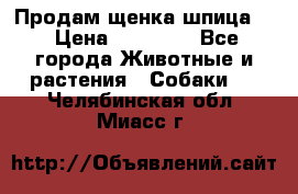 Продам щенка шпица.  › Цена ­ 15 000 - Все города Животные и растения » Собаки   . Челябинская обл.,Миасс г.